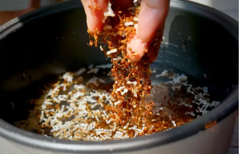 Eat ants in Chiang Mai