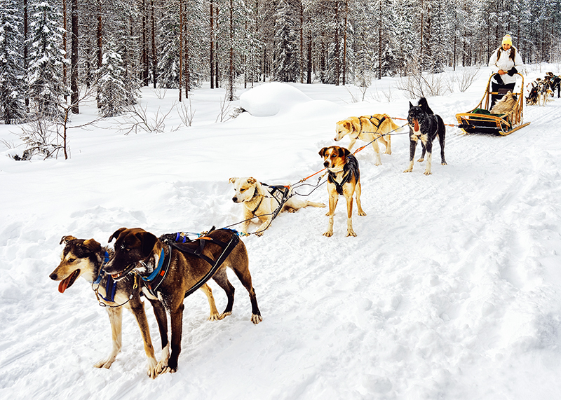 Dogsledding in Lapland, Finland