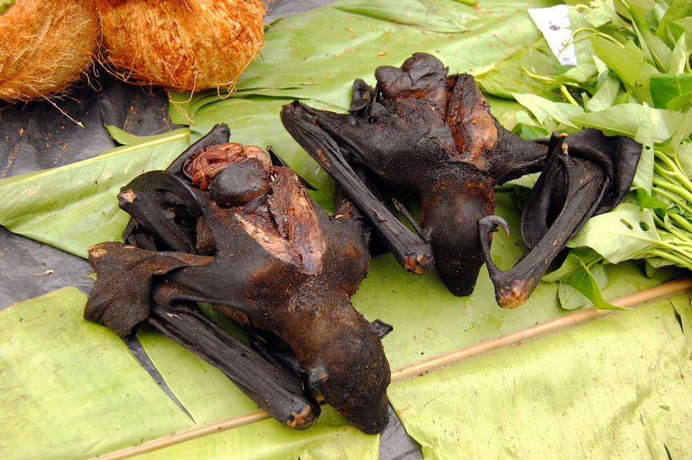 Taste fruit bat soup in Indonesia