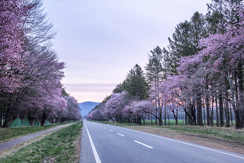 Sakura at 20-ken roads, Hokkaido