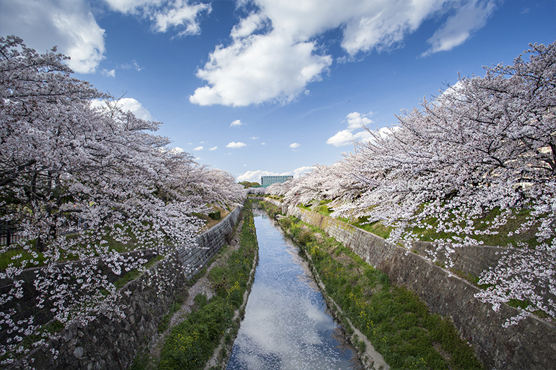 Cherry blossoms line the riverside in Nagoya, Japan