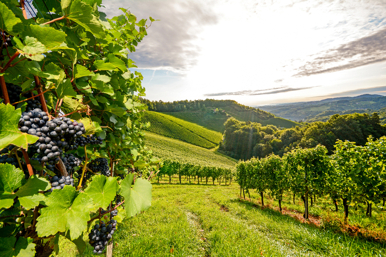 Yarra Valley hens night 