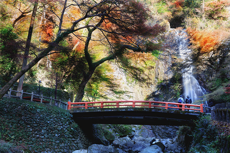 Autumn leaves, Osaka, Japan