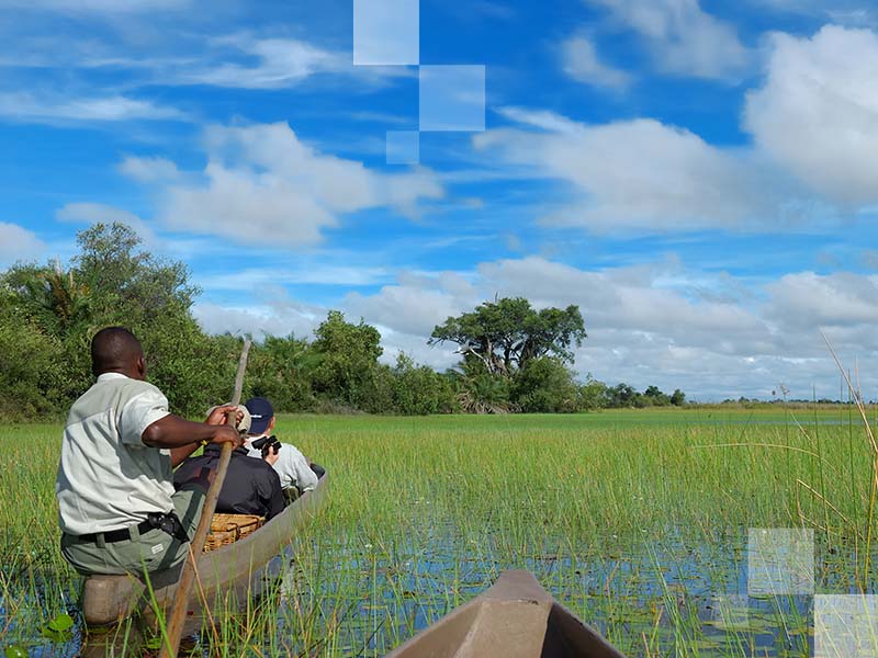 Explore the diverse flora and fauna of the Okavango Delta.