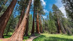Sequoia National Park hotels