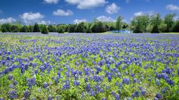 Find cheap flights to Texas