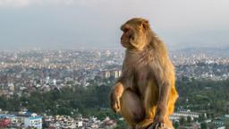 Find cheap flights to Kathmandu