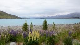 Find cheap flights from Maui to New Zealand