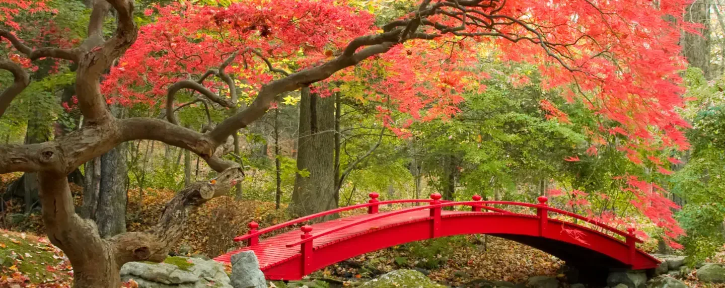 Find cheap flights to Japan