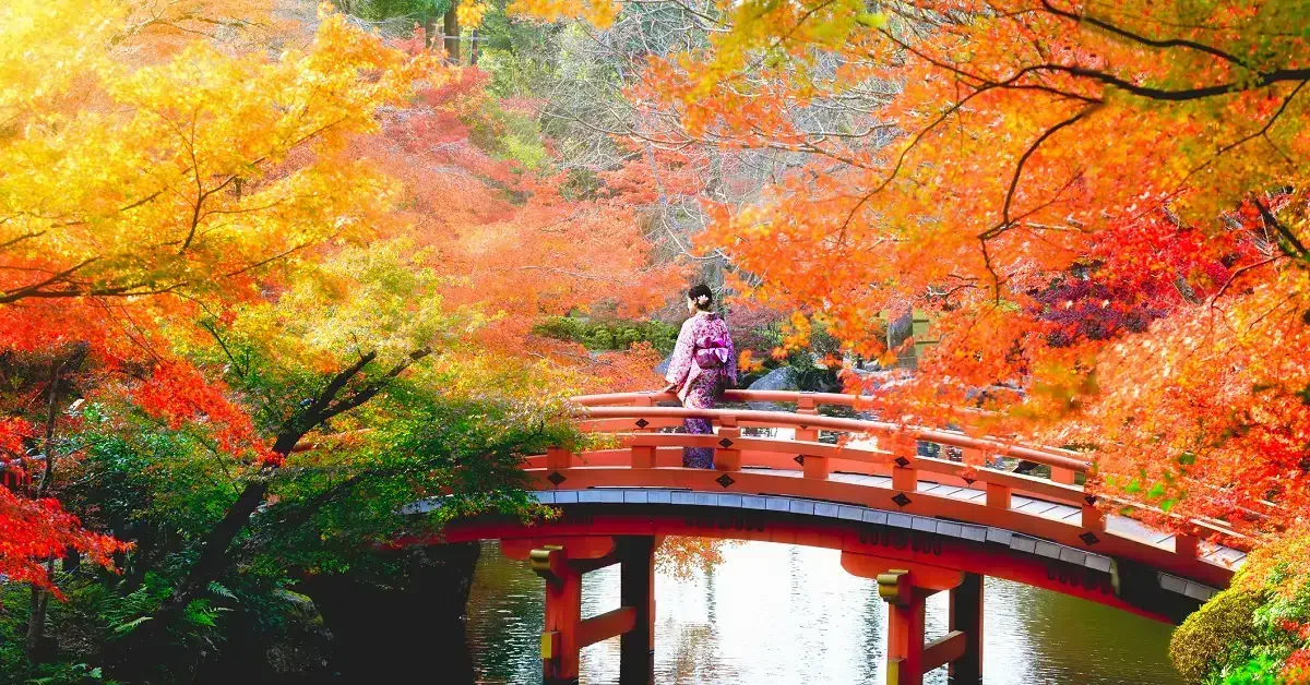 Autumn leaves in Japan